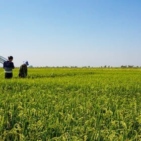 These scientists want to capture more carbon with CRISPR crops | MIT Technology Review These scientists want to capture more carbon with CRISPR crops | MIT Technology Review